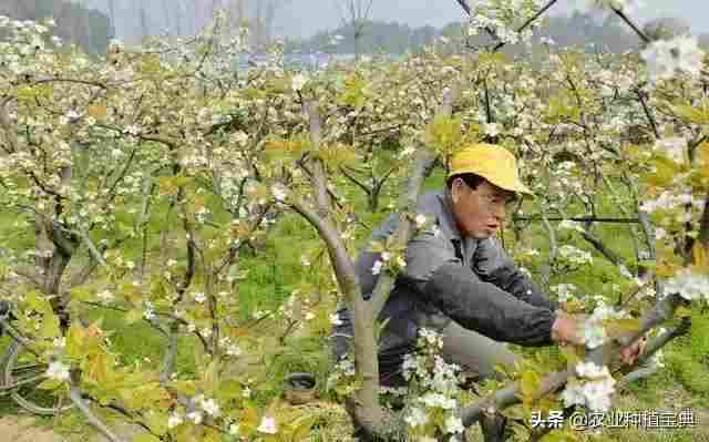 梨树如何疏花(梨树如何疏花疏果)